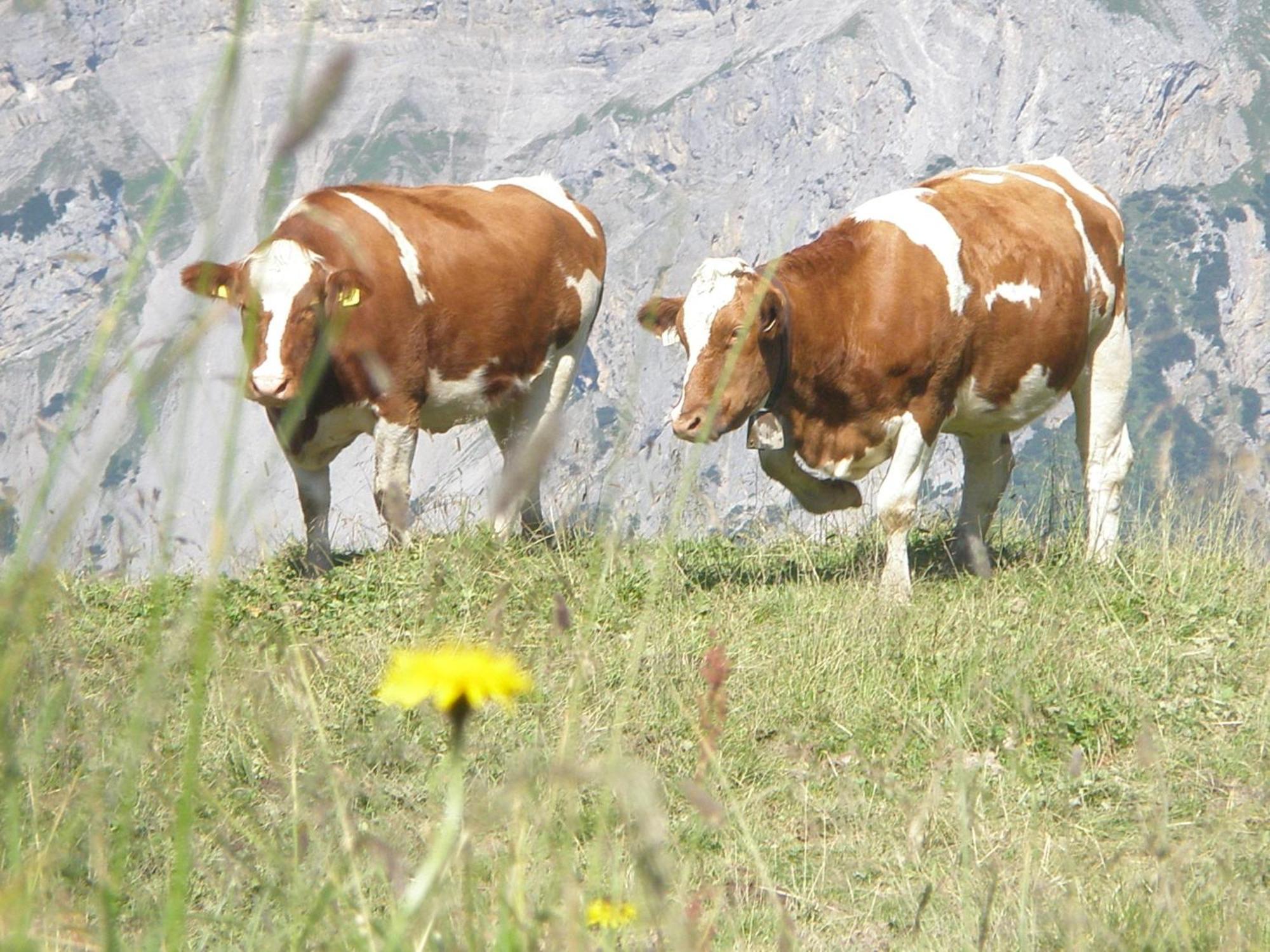 Hotel Gasthof Jaeger Zillertal Schlitters Zewnętrze zdjęcie